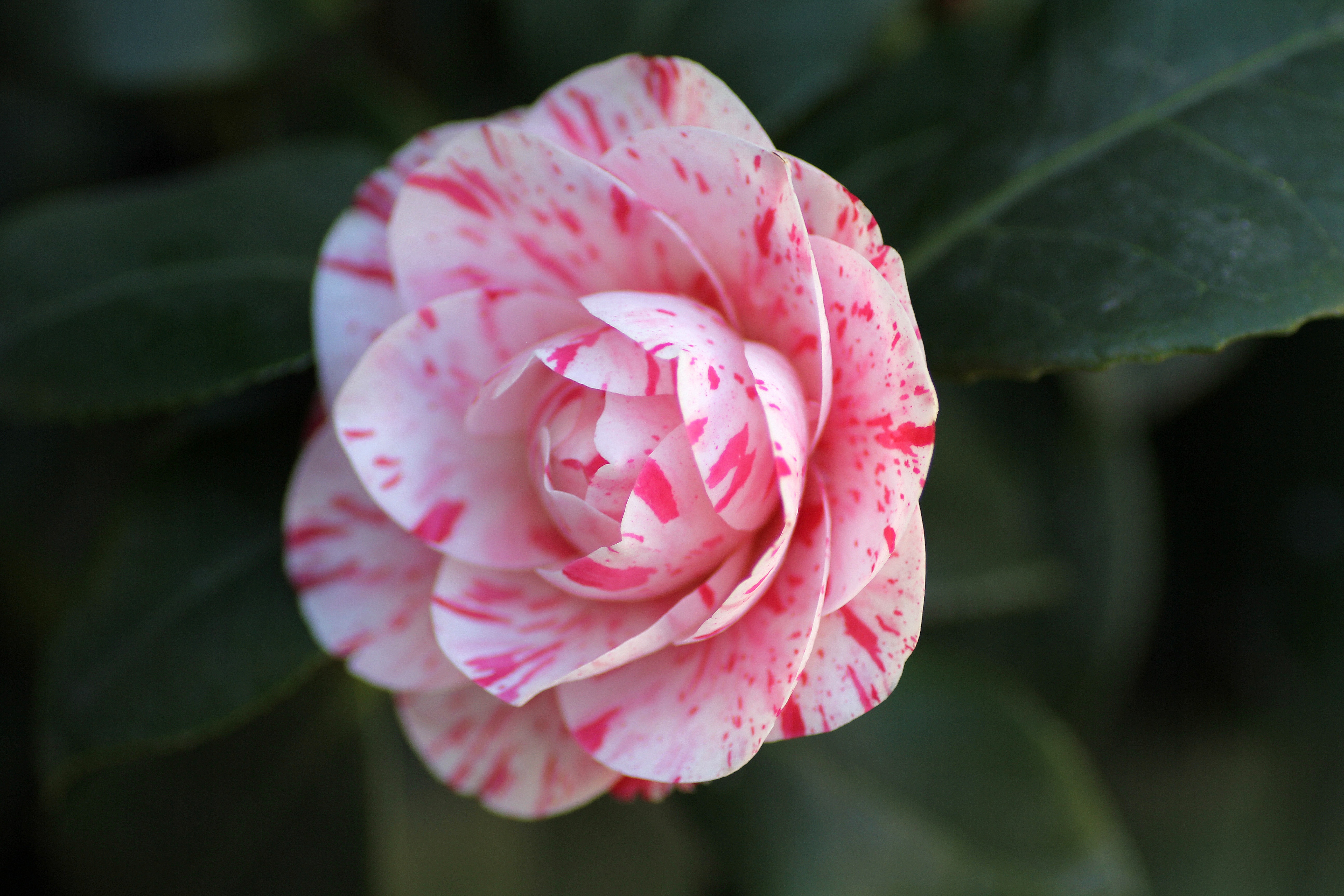 Camellia Reguli Stricte De Ingrijire Plante Cu Blog